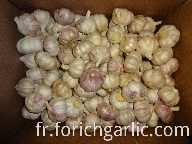 Jinxiang Fresh Normal Garlic 2019